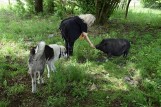 Parapetówka u świń-uciekinierek w Jaromierzu. Jak Żwir i Muchomor szukały sobie domu