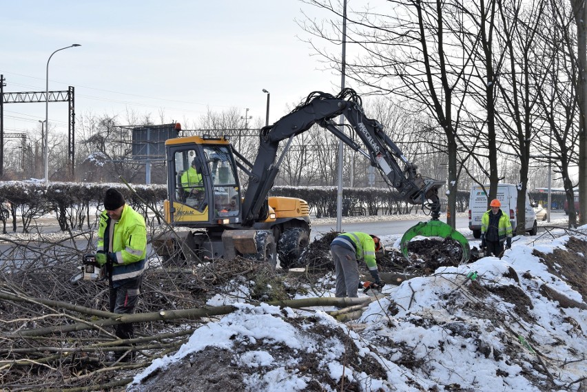 Wycinka drzew wzdłuż ul. Bohaterów Monte Cassino w Opolu