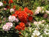 Rododendron słabo kwitnie, albo w ogóle nie ma kwiatów? Wystarczy, że zwrócisz uwagę na kilka rzeczy, a obsypie się kwiatami