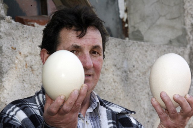 Z jednego jajka strusiego można zrobić jajecznicę dla nawet 20 osób. Jednak, żeby je rozbić, trzeba użyć młotka lub wiertła