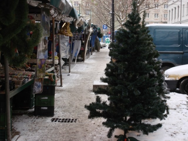 Choinki na placu Wielkopolskim