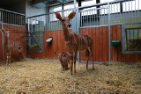 Chorzów. Śląski Ogród Zoologiczny zaprasza gości na Wielkanoc. Kiedy można odwiedzić zoo?