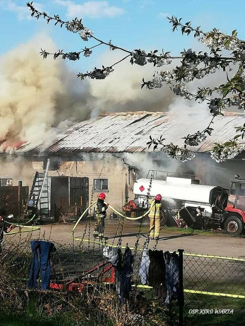 Pożar obory pod Sieradzem. Ewakuowano 16 krów, nie udało się uratować koni