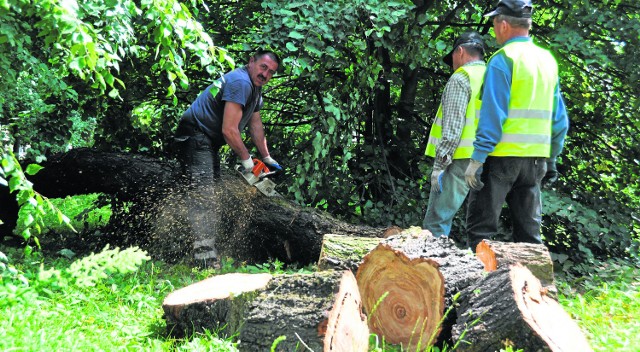 Na całym obszarze Parku imienia Tarnowskich w Końskich znajdują się porozrzucane przez sobotnią wichurę gałęzie. Dwa złamane drzewa trzeba było usunąć.