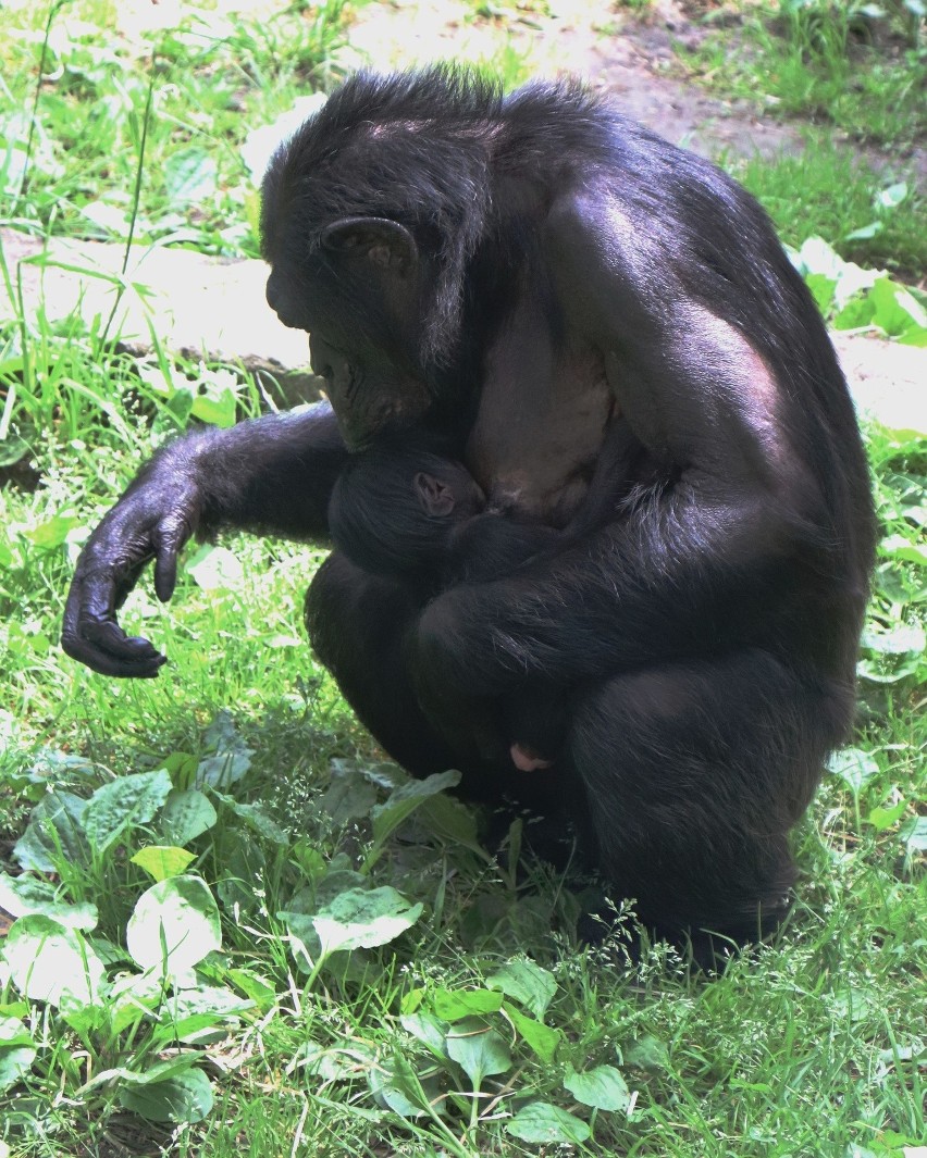 Nowy mieszkaniec Gdańskiego Ogrodu Zoologicznego. W Oliwie urodził się szympans