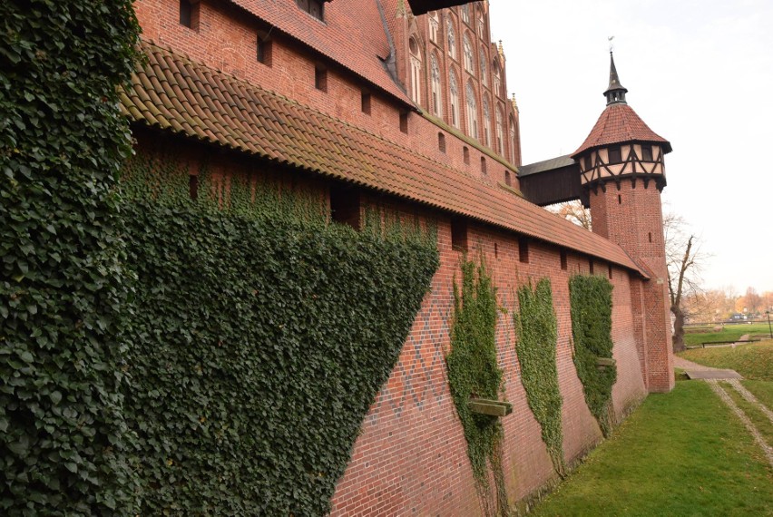 "Trasa zielona" przy malborskim zamku wciąż czynna! Można podziwiać zamkową faunę i florę