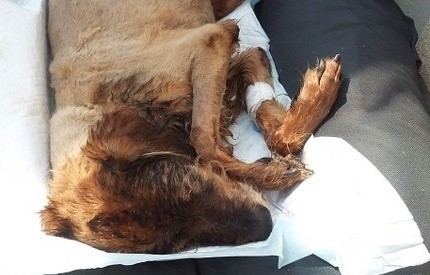 Pies przebywał od kilku dni na uwięzi &#8211; zaplatał się w krzaki, z których nie mógł się wydostać. Był osłabiony. Strażnicy zabrali go do schroniska, tam została mu podana kroplówka.
