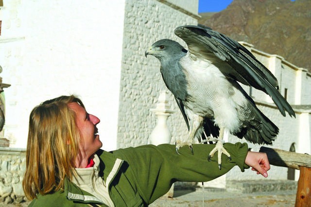 Magda Nitkiewicz zapoznaje się z drapieżnym ptakiem. To...