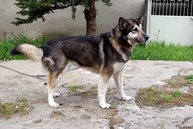 9 maja Straż Gminna Gminy Słupsk otrzymała informacje o porzuconym, wałęsającym się samotnie psie typu Husky w miejscowościach Swochowo i Lubuczewo.