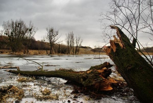 Tragedia w lesie. Zginął ojciec siedmiorga dzieci. Zdjęcie archiwalne.