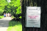 Żarłoczne gąsienice strzygoni choinówki zaatakowały lasy pod Toruniem. Niektóre sosny straciły nawet 80 proc. igieł