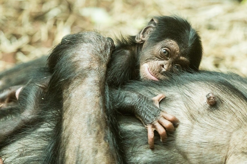 Mały szympans urodzony w zoo w Ostrawie...