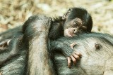 Narodziny szympansa w zoo w Ostrawie. Urocza mała małpka jest piękna i od razu zachwyciła internautów