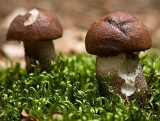 Wysyp grzybów w naszych lasach. Zbieraj je z głową!