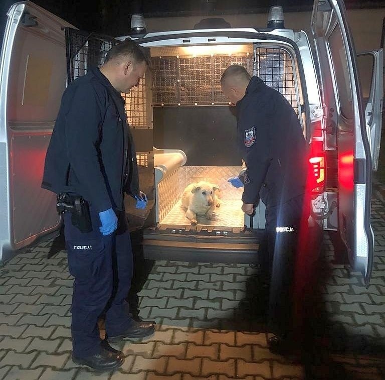 Policjanci z Gorzyc pomogli psu błąkającemu się po ruchliwej drodze