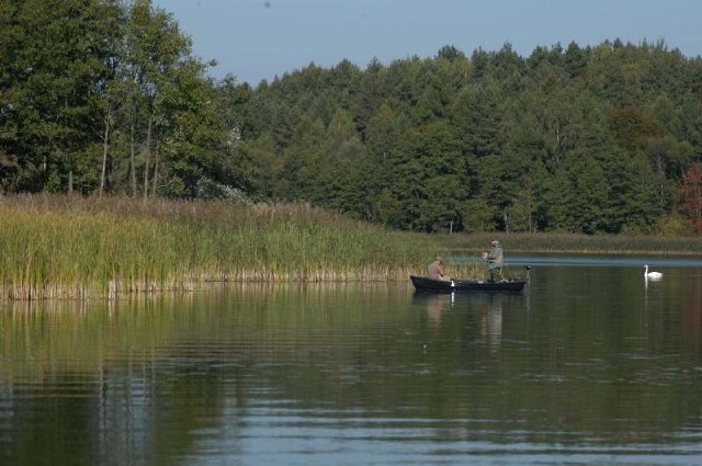 Tym razem łowić można było na całym Jeziorze Gołdap, choć - tam gdzie pływałabędź, jest już Rosja.