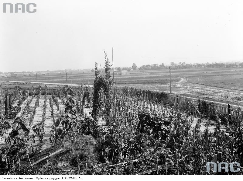 Winnice w Polsce na archiwalnych zdjęciach
