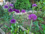 Kalendarium ogrodnika. Czosnki ozdobne to idealna roślina do ogrodu i do wazonu. Kiedy sadzić czosnki