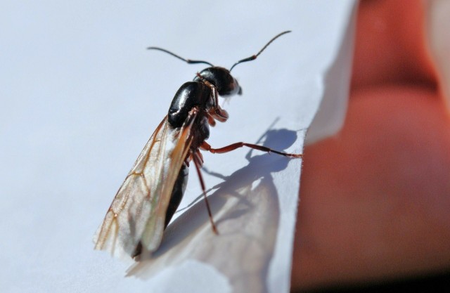 Zdarza się, że latem do naszych mieszkań wlatują latające mrówki. Nie musimy jednak obawiać się tych owadów.