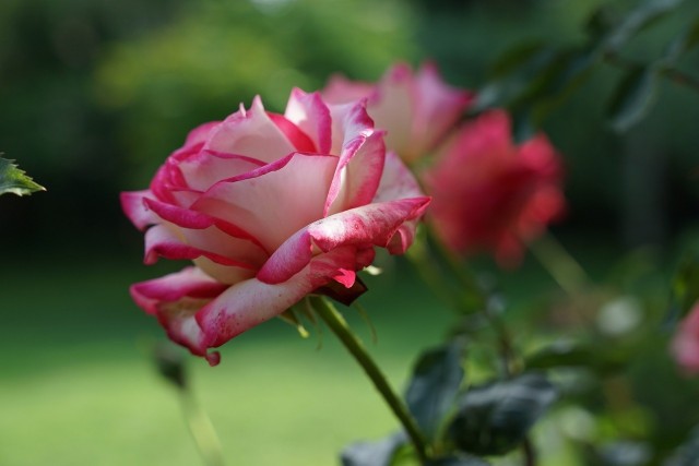 Okulizacja to skuteczna metoda rozmnażania róż i innych krzewów.