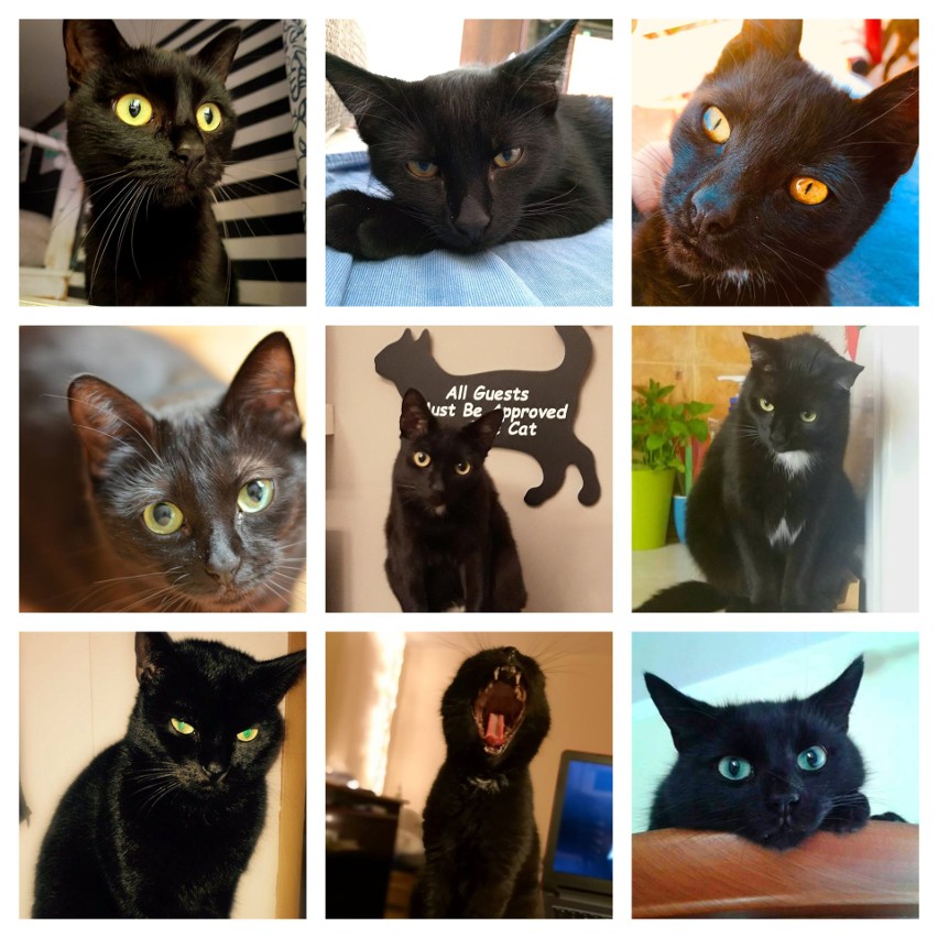 Nasze piękne czarne koty ZDJĘCIA KOTÓW na Facebooku DZ na Dzień Czarnego Kota