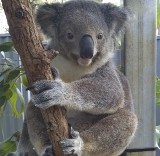 Uczniowie z Potęgowa pomogą koali w Australii