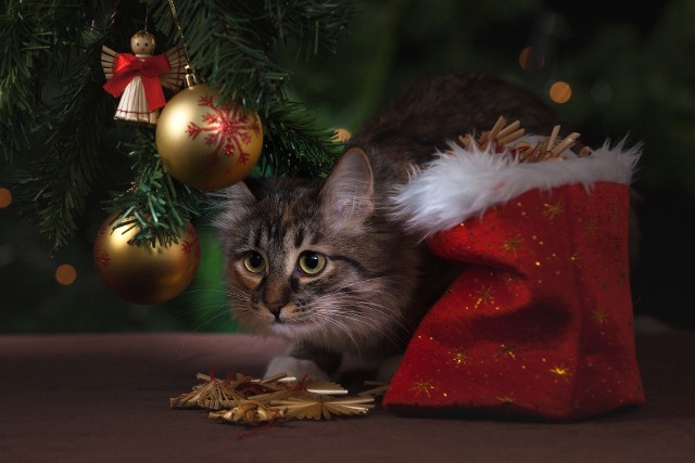 Co roku życzymy zdrowych i spokojnych Świąt. Mogą one być bardzo nerwowe, kiedy to wszystkie bombki będą potłuczone przez kota, a cukierki zjedzone przez naszą pociechę.