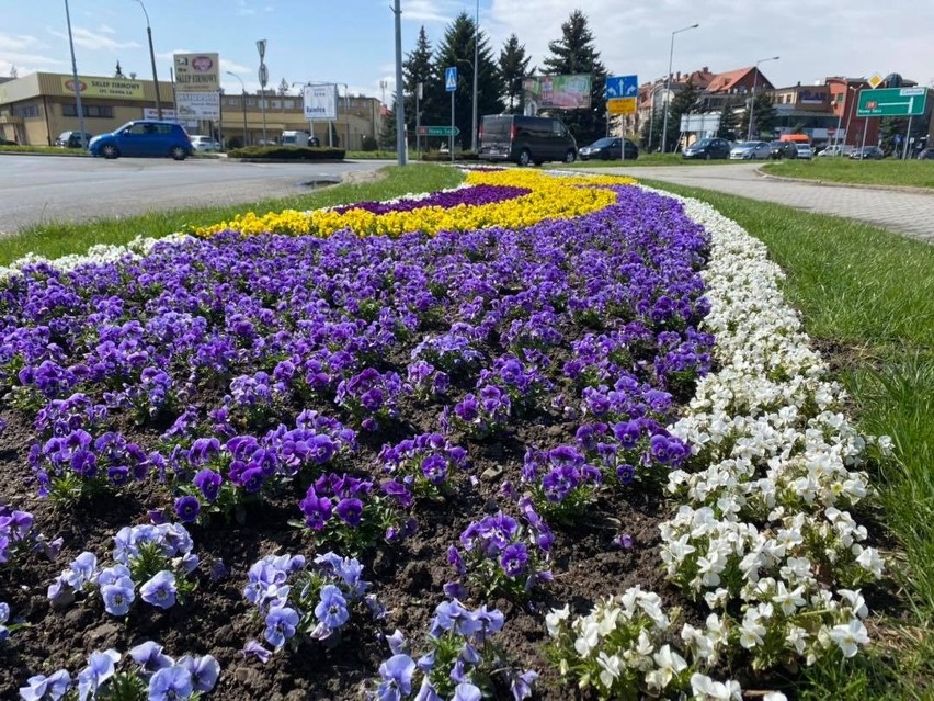 Miejskie klomby w Wadowicach. Te kwiaty mogą być zrywane na...