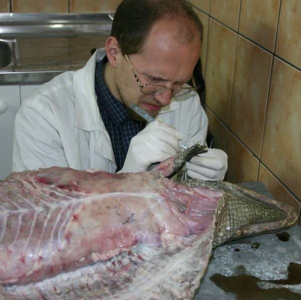 Krzysztof Książkiewicz preparuje małego kajmana, by zobaczyć, jak połączone są jego kości.