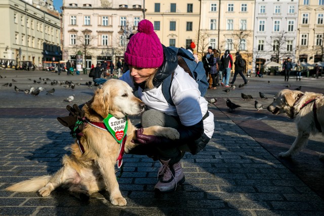 WOŚP 2018. Goldeny retrievery grały z Orkiestrą