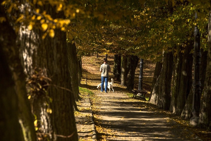 Wielicki Park Mickiewicza – o powierzchni 7,11 ha, założony...