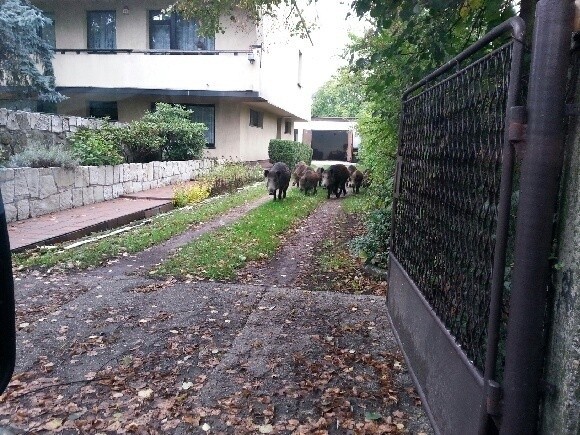 Dziki na osiedlu Odrodzenia w Katowicach