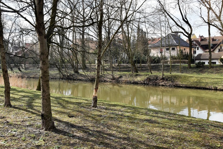 Drzewa nadgryzione przez bobry nad Młynówką.