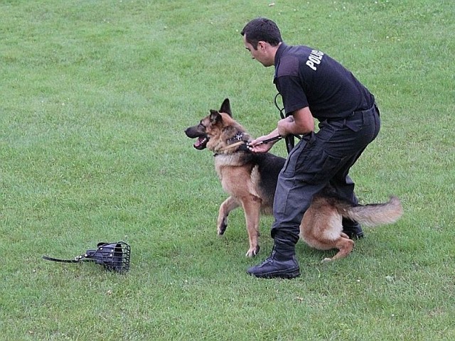 policja z psami ćwiczyła w skate parku
