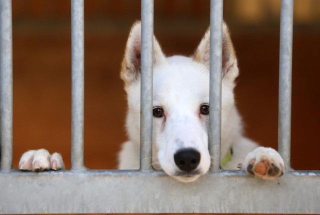Znęcanie się nad zwierzętami jest zagrożone karą pozbawienia wolności do lat 3 a jeżeli sprawca dopuścił się go ze szczególnym okrucieństwem, wówczas wymiar kary wynosi od 3 miesięcy do 5 lat pozbawienia wolności.