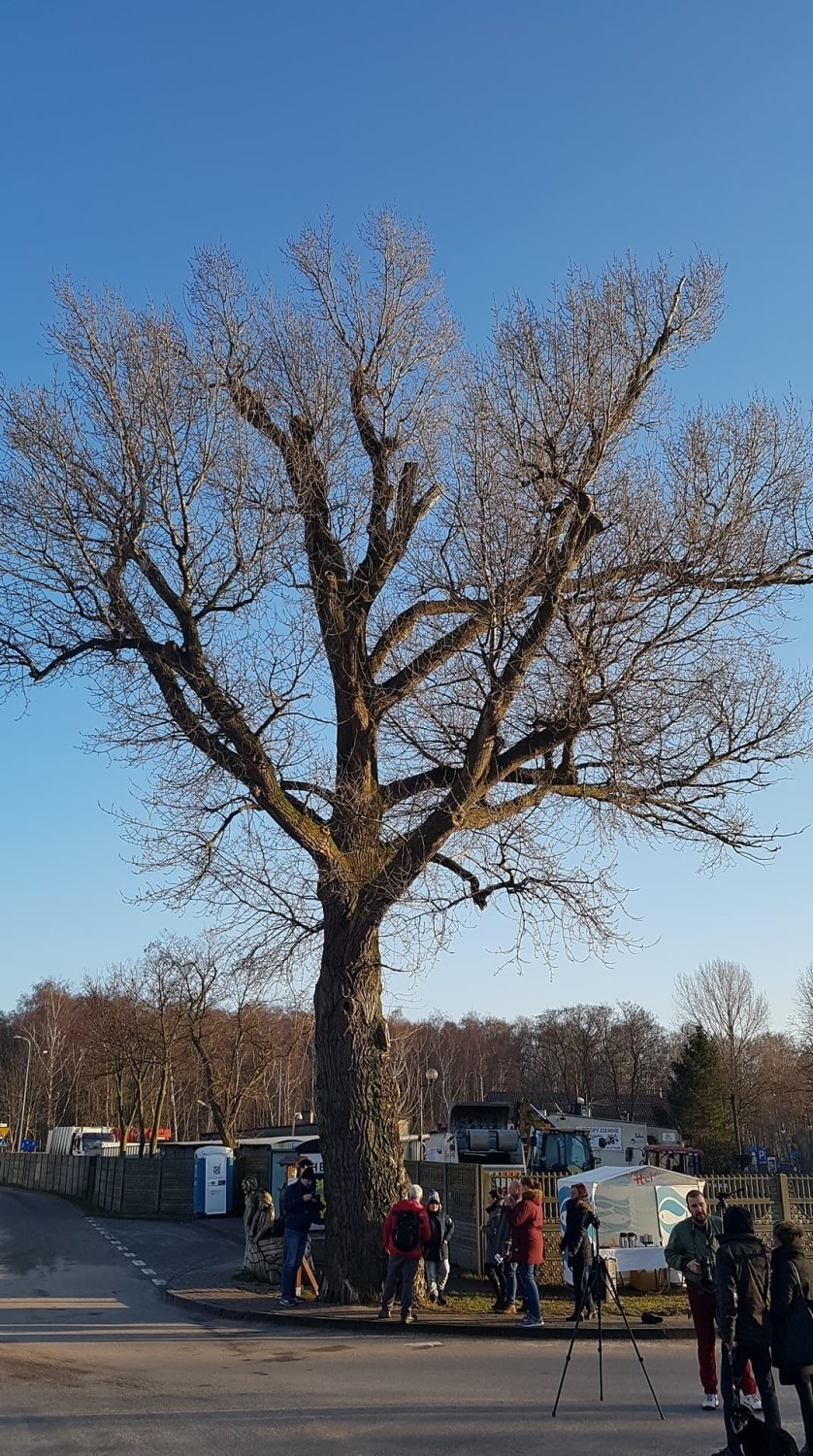 Topola z Helu walczy o tytuł Europejskiego Drzewa Roku 2018. Teraz odwiedził ją Rob McBride -Treehunter!