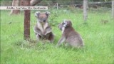 Tak się kłócą... misie koala