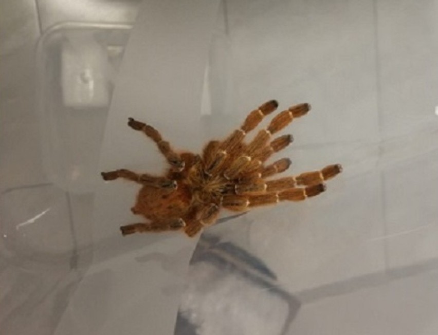 40 egzotycznych pająków znaleziono w przesyłce kurierskiej!...