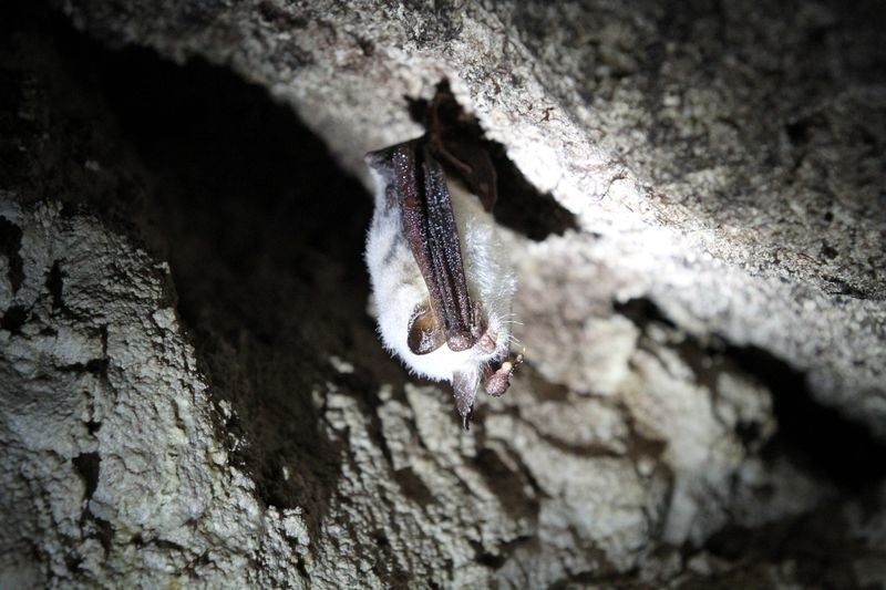 Liczenie nietoperzy w jaskini Raj
