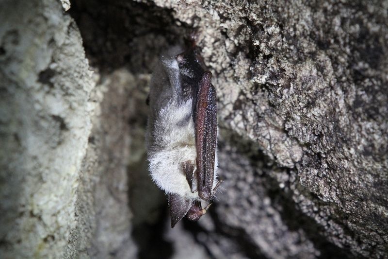 Liczenie nietoperzy w jaskini Raj