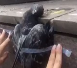 Gimnazjaliści przykleili gołębia do ściany i wbili mu w szyję widelec (FILM)