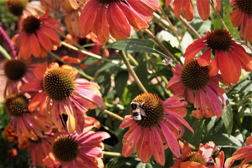 Jeżówki znane są większości z nas pod nazwą echinacea. To...