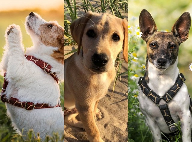 Dziś obchodzimy Dzień Psa 2021. Zobacz galerię zdjęć psów naszych Czytelników.Zobaczcie koniecznie! >>>