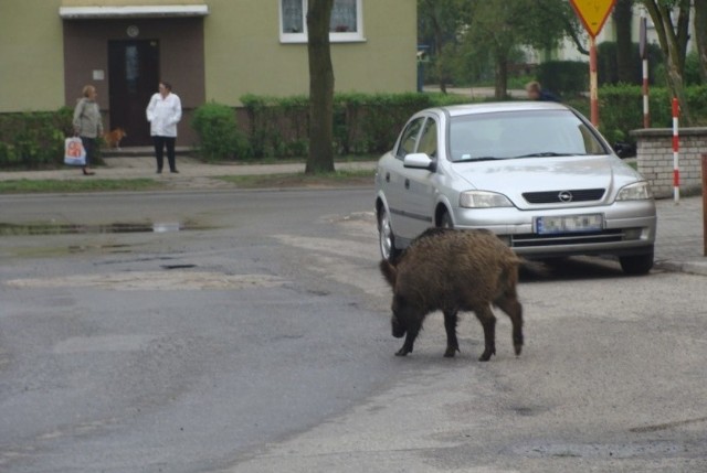 Dzik na ulicy Harcerskiej w Kędzierzynie-Koźlu. Tutaj, do centrum miasta, zapuszczają się wyjątkowo często w drodze z jednego lasu do drugiego. Ciągnie ich tu jedzenie ze śmietników.