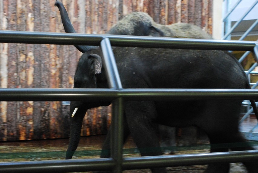 Scott i Ned to nowe słonie w chorzowskim zoo