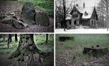 Tajemnicze runy w lesie pod Kędzierzynem. Czy spotykali się tu okultyści? Co skrywają ruiny zameczku w ciemnym lesie na odludziu