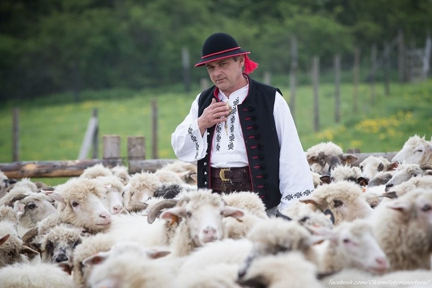 Wiosenny redyk w Przybędzy 2019. Kolejne owce wyszły na hale ZDJĘCIA