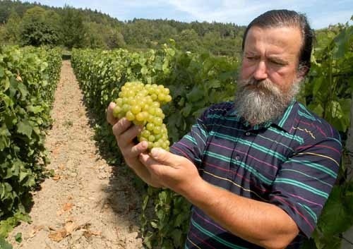 Winogrono, z którego produkuje się najszlachetniejsze wina zbiera się od września  do połowy października w Burgundii, Bordeaux i Prowansji. W tym roku z powodu upałów owoce dojrzały wcześniej. Pracowałem tam przy winobraniu i wiem, że bezrobotny Francuz dostaje takie świadczenia, że nie opłaca mu się zbierać winogron. Stąd zainteresowanie pracownikami z Polski - tłumaczy Roman Myśliwiec, właściciel winnicy "Golesz" pod Jasłem.