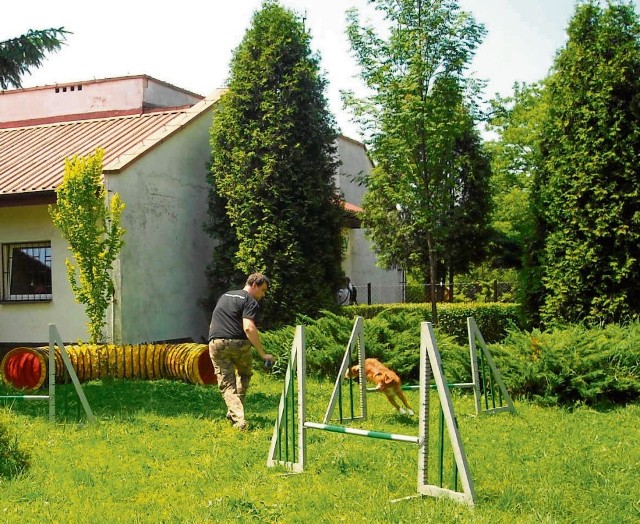 Kiedy powstanie Plac Edukacji Kynologicznej, dla takich pokazów jak ten na terenie Schroniska przy ul. Rybnej będzie więcej miejsca