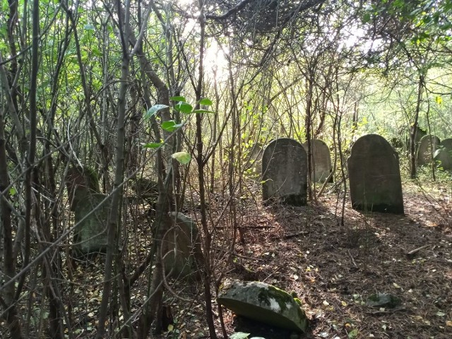 Cmentarz żydowski w Małogoszczu.